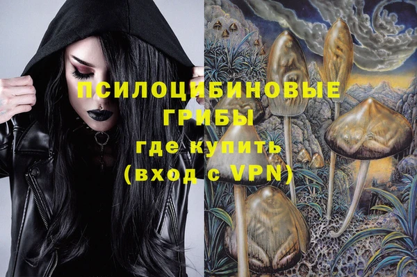 прущие грибы Новозыбков